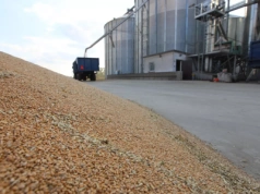 Pszenica drożeje. Sprawdzamy aktualne ceny zbóż w skupach