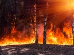 Pożary lasów w środkowym Chile: co najmniej 19 ofiar śmiertelnych, dziesiątki tysięcy ewakuowanych