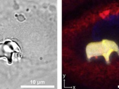 Słoń w ludzkiej komórce. Przełomowa metoda druku wewnątrz żywych organizmów