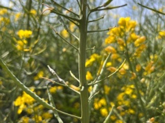 Koniec minionego tygodnia wzrostowy na oleistych