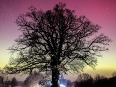 Dąb Aleksander na tle zorzy polarnej! (FOTOGALERIA)