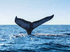 Przełomowy traktat wchodzi w życie. Dotyczy połowy powierzchni Ziemi