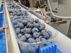 Światowy rynek borówki: stabilny popyt, wysoka podaż z importu i rosnąca konkurencja. Cz. 2: Ameryka Północna i Afryka