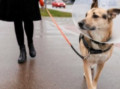 Za darmo do weterynarza? NSA uchylił wyrok, który zabronił charytatywnego leczenia zwierząt