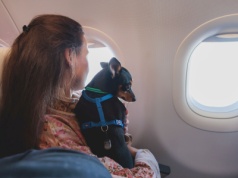 Fotel dla psa, papugi i królika – nadchodzi rewolucja w podróżach z pupilami