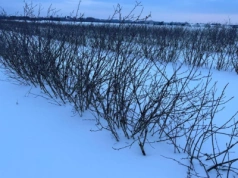 Niskie temperatury, potem chwilowe ocieplenie i powrót mrozów – zima nie odpuszcza w głównych strefach produkcji jagodowych! Prognoza pogody 21-31. 01.2026