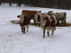 Ceny bydła nadal wysokie. Notowania zmieniają jedynie lokalne wahania stawek