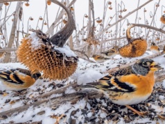Ten mały ptak to wielki wędrowiec. Polska to dla niego tylko przystanek
