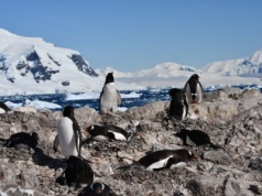 Pingwiny błyskawicznie zmieniają termin sezonu rozrodczego. Ryzyko załamania ekosystemu?