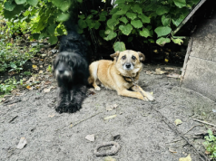 NOWY TOMYŚL: Akt oskarżenia za znęcanie się nad zwierzętami. Psy odebrane 45-letniemu mieszkańcowi powiatu!