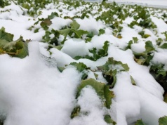 Czy dotychczasowe mrozy mogły zaszkodzić roślinom?