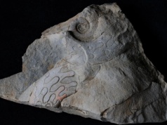 Spędziła miliony lat pod naszymi stopami, a teraz ujrzała światło dzienne. Eksperci mówią o niezwykłej skamieniałości