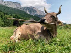 Weronika – krowa, która używa narzędzi