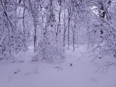 Silny mróz nie odpuszcza…