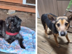 Porzucono psy - ktoś przywiązał je do płotu legnickiego schroniska w mroźne popołudnie