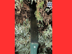 Groza w lesie: nastolatkowie brutalnie zaatakowani przez rówieśników maczetą!