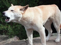 Kanadyjka została zjedzona przez psy Dingo w Australii