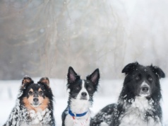 Jak rozpoznać, że psu jest zimno? Weterynarz wskazuje konkretne sygnały