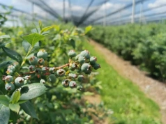 Światowy rynek borówki: stabilny popyt, wysoka podaż z importu i rosnąca konkurencja. Cz. 3: Ameryka Południowa