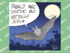 Rzadki nocek zaobserwowany w Kampinoskim Parku Narodowym