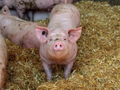 Hodowcy na granicy bankructwa! Ceny tuczników utknęły na dnie i nie chcą drgnąć