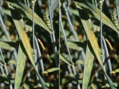 Ocieplenie sprzyja patogenom. Te choroby zbóż będą coraz groźniejsze