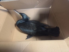 Niezwykły „petent”. Kormoran czarny w pabianickiej komendzie policji