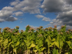 Czy Polska ograniczy wsparcie dla plantatorów tytoniu?