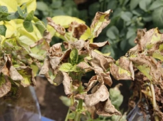 Brakuje potasu? Te objawy w zbożach, rzepaku i burakach łatwo przeoczyć