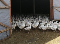 Deklaracja strat HPAI. Hodowcy drobiu mają czas do 30 stycznia