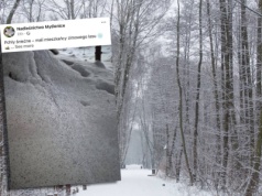 Czym są czarne plamki na śniegu? Leśnicy zdradzili odpowiedź. "Las żyje przez cały rok"
