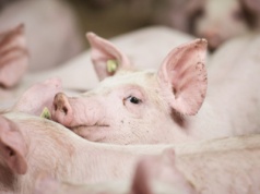 Rolnicy z powiatu piotrkowskiego w kropce. Sprzedaż świń graniczy z cudem
