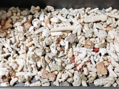 Przyleciał z Seszeli do Warszawy. W walizce miał 5 kg szkieletów