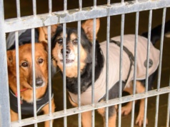 Schroniska w Łódzkiem pod lupą MSWiA. Kontrole są pokłosiem afery w Bytomiu