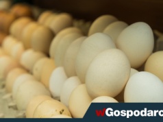 W sklepach masowo brakuje jajek!