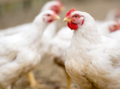 Nowe ogniska choroby. Blisko 500 tys. zwierząt do wybicia