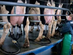 Rośnie popyt na mleko? Wyniki najnowszej aukcji na Global Dairy Trade