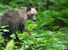 Drony będą latać za niedźwiedziami. Wystrzelą w nie gaz pieprzowy