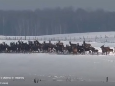 Całe stado może nagle pojawić się przed autem. Kierowco, uważaj
