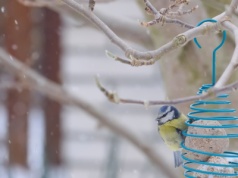 Co dodawać w mrozy do karmnika? Ten przysmak doda ptakom energii