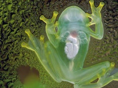 Ta żaba jest mistrzynią kamuflażu. Przezroczysta skóra to nie jest jej jedyna niezwykła cecha