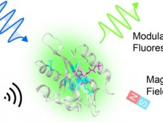 Nowe możliwości biotechnologii: białka korzystające z mechaniki kwantowej