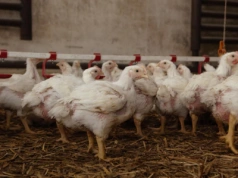 Brakuje jaj w sieciach handlowych. Co się dzieje na rynku?