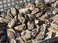 Kiedyś jedli tylko ubodzy. Dziś w restauracjach płacimy za nie krocie