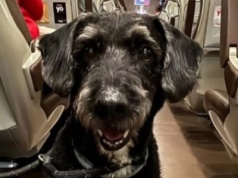 ​Cała Hiszpania szuka psa Boro, który przeżył katastrofę kolejową