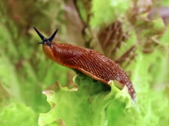 W zeszłym sezonie ślimaki zniszczyły ogród? Już dziś zaplanuj, co posadzisz, by nawet nie podeszły