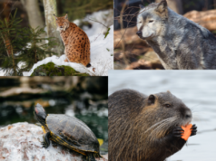 Czas na głosowanie! Wybieramy Zwierzę Roku 2026!