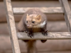 Rozbij to przed domem. Kuny uciekają natychmiast i nie wracają przez tygodnie