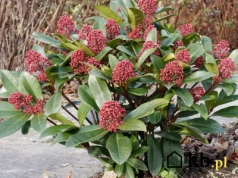 Ten krzew ma czerwone owoce całą zimę. Ogród wygląda żywo nawet w styczniu