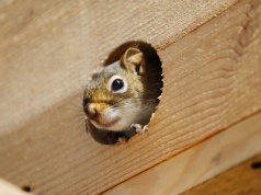 Kto będzie leczył dzikie zwierzęta znalezione w mieście?